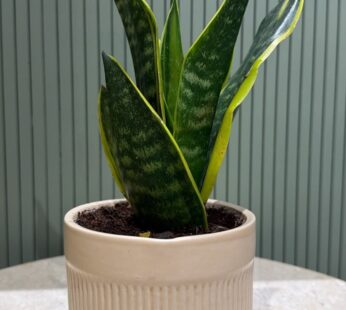 Snack plant